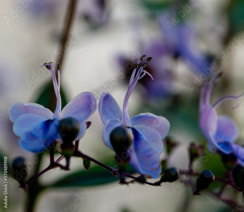 Beautiful Bright Colored Summer Flowers