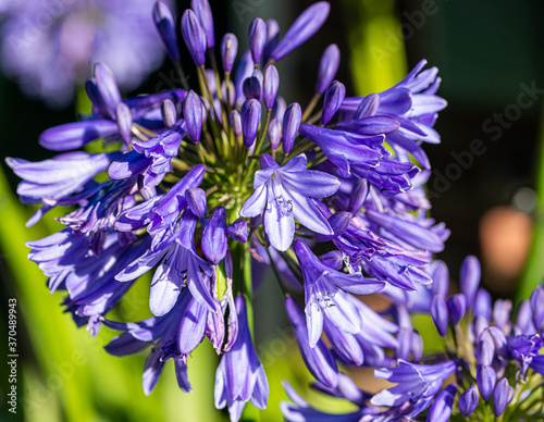 Beautiful Bright Colored Summer Flowers