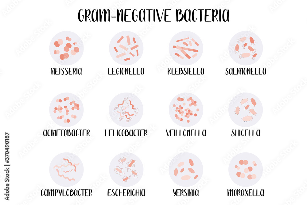 Stockvector Gramnegative bacteria, classification, genus. Moraxella