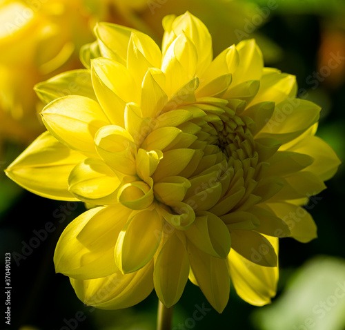 Beautiful Bright Colored Summer Flowers