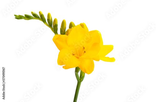 yellow freesia isolated photo