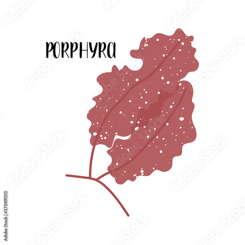 Porphyra. Edible seaweed. Red algae or Rhodophyta. Sea vegetable. Vector flat illustration, isolated on white