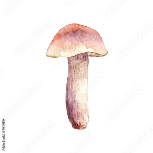 Watercolor forest mushroom