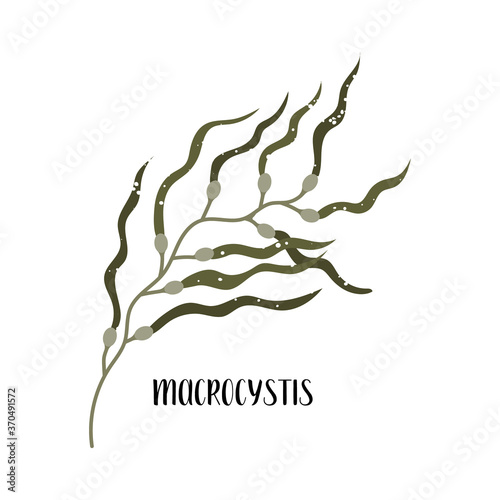 Macrocystis. Set of edible seaweeds. Brown algae or Phaeophyceae. Sea vegetables. Vector flat illustration, isolated on white