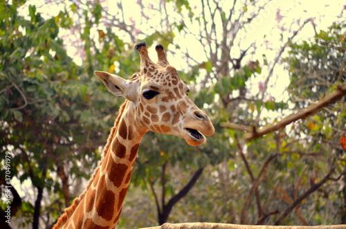 Canvas Print giraffe in the zoo