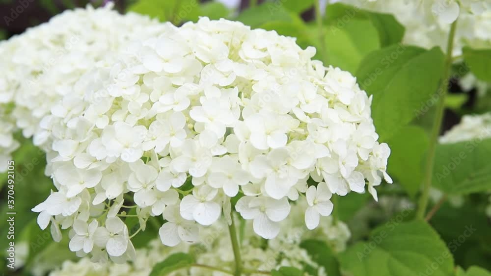 White hydrangea in summer garden in the wind, close up. Beautiful flowers, floral background White hydrangea in summer garden in the wind, close up. Beautiful flowers, floral background