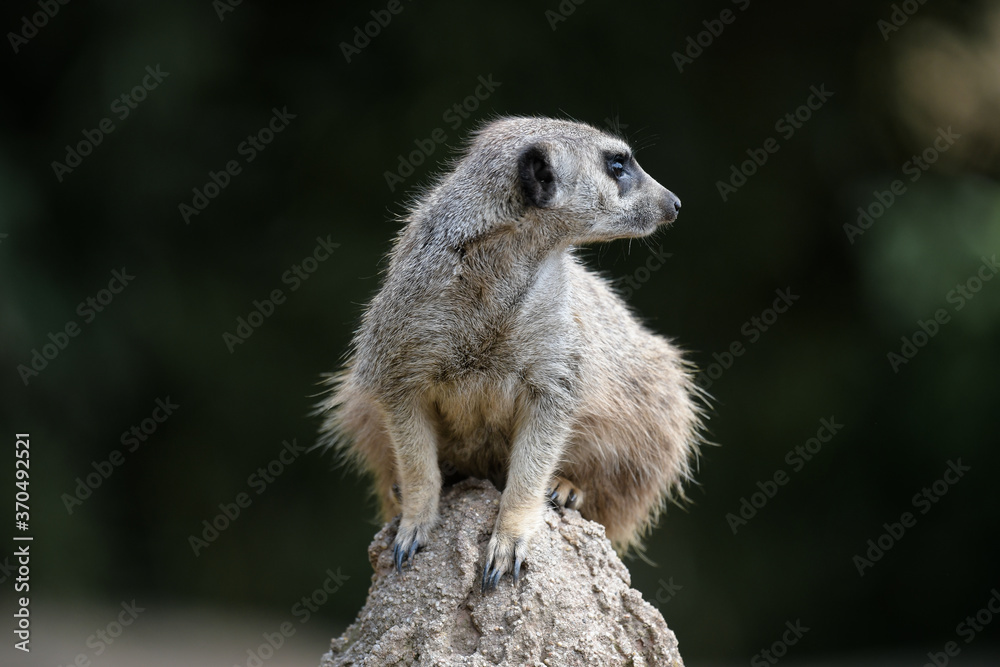 Naklejka premium Wächter - Erdmännchen auf Beobachtungsposten