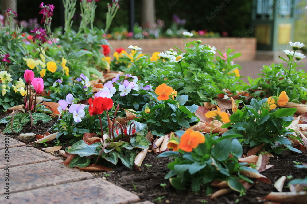 Obraz premium 初冬の公園の花壇