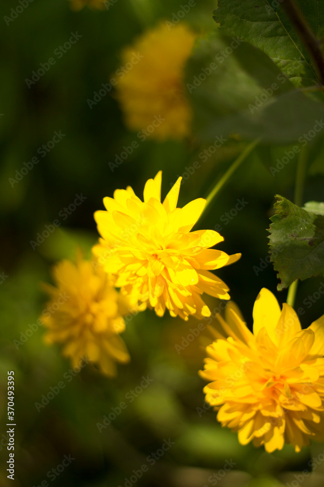 Large yellow flowers on a bush
Large yellow flowers on a bush