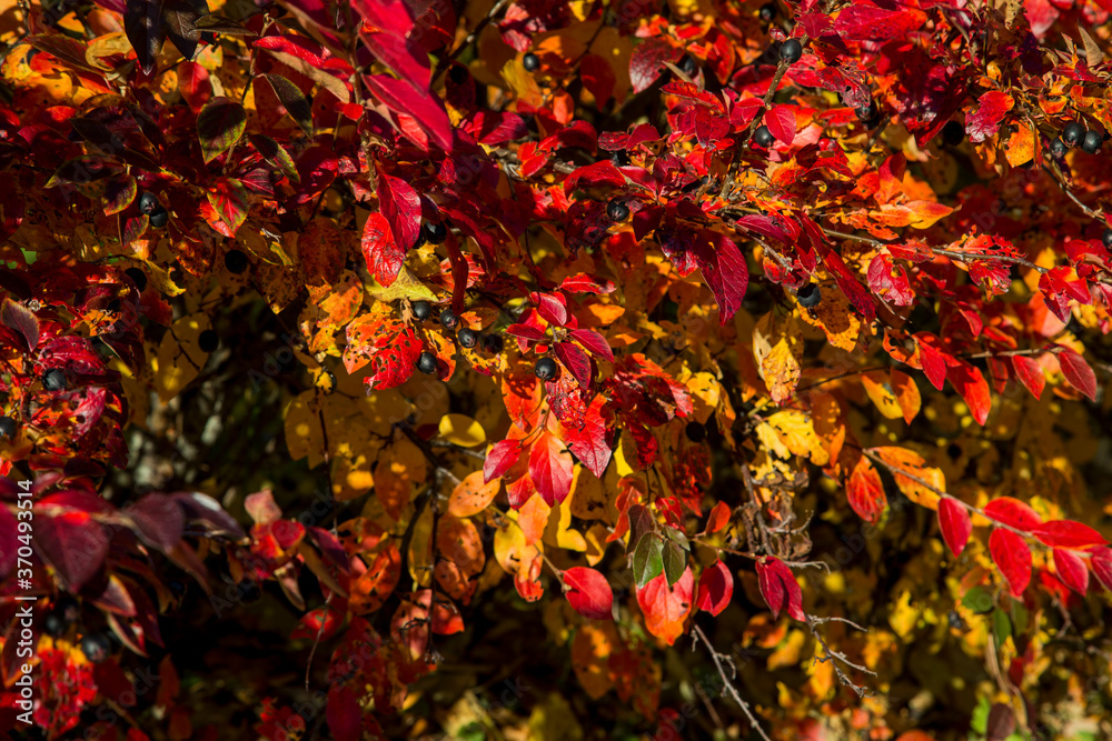 Fototapeta premium red autumn leaves