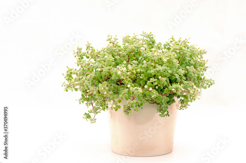 Pot of Crassula expansa subsp. Fragilis with tiny white blooming flower succulent plant on white background