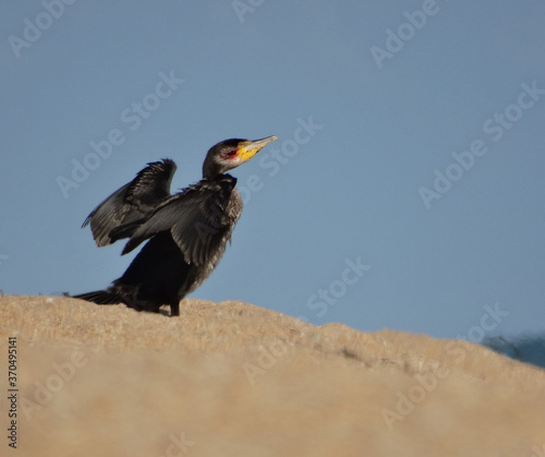 A black cormorant sits on a beach by the sea.