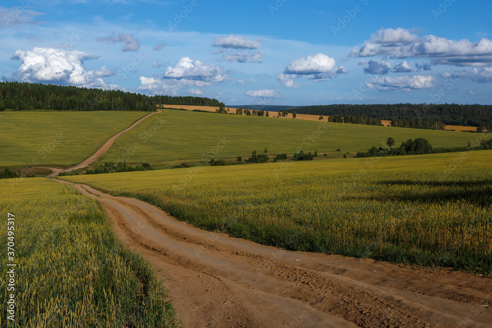 Country road in fields of wheat with blue sky and clouds in Russia