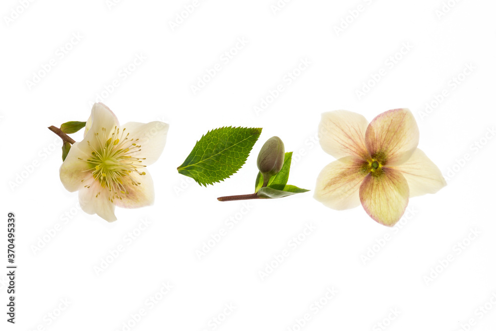 Naklejka premium closeup of white winter rose flowers on white background with copy space