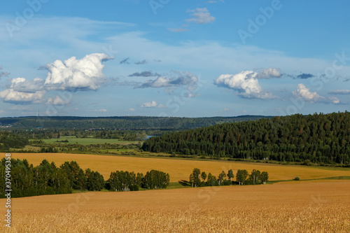 Feilds of golden wheat with green forest and blue sky