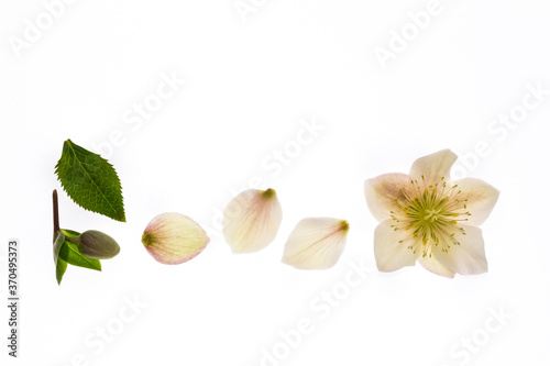 closeup of white Christmas rose flower isolated on white background with copy space above