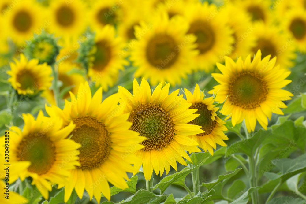 Background from young blooming sunflower inflorescences. Growing oilseeds in an agricultural field.