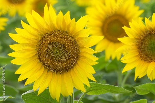 Young blooming sunflower inflorescences. Growing oilseeds in an agricultural field.
