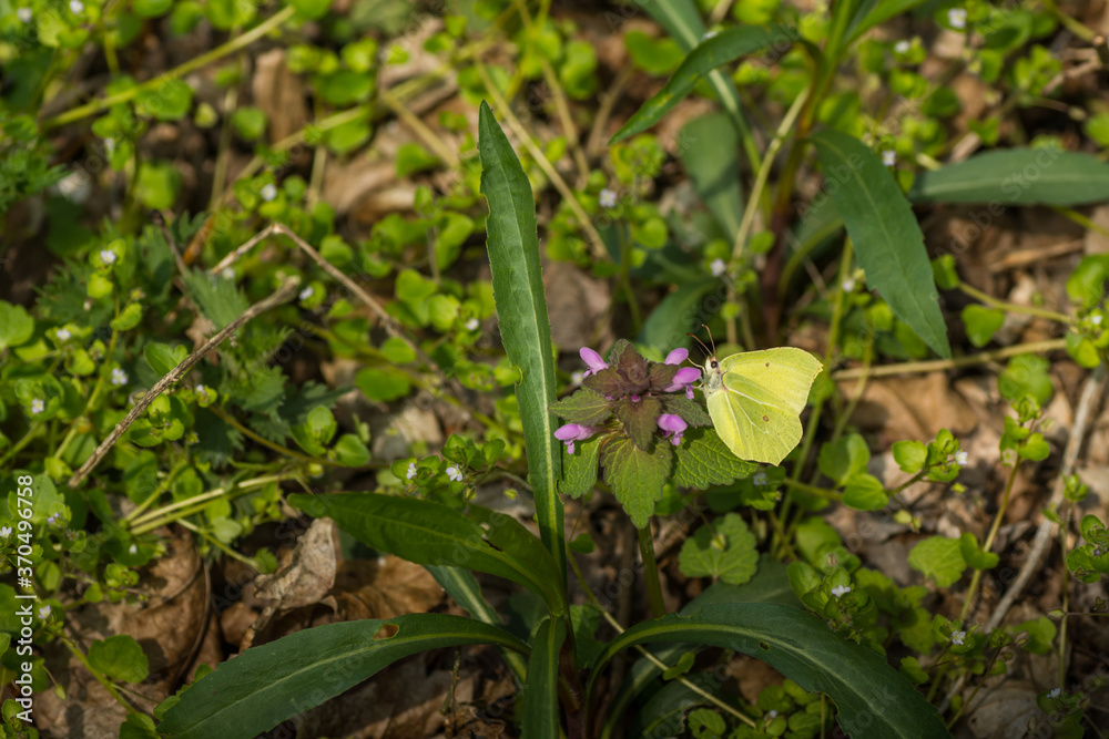 brimstone butterfly on a deadnettle in the sun brimstone butterfly on a deadnettle in the sun