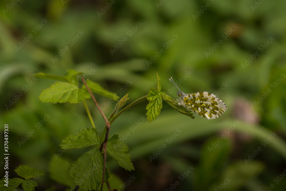 white yellow butterfly on a leaf