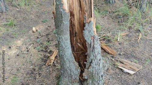 Broken tree in green forest photo