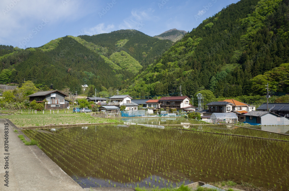 A view of the rice field near the trailhead of Mt.Honjagamaru, Yamanashi Prefecture, Japan.