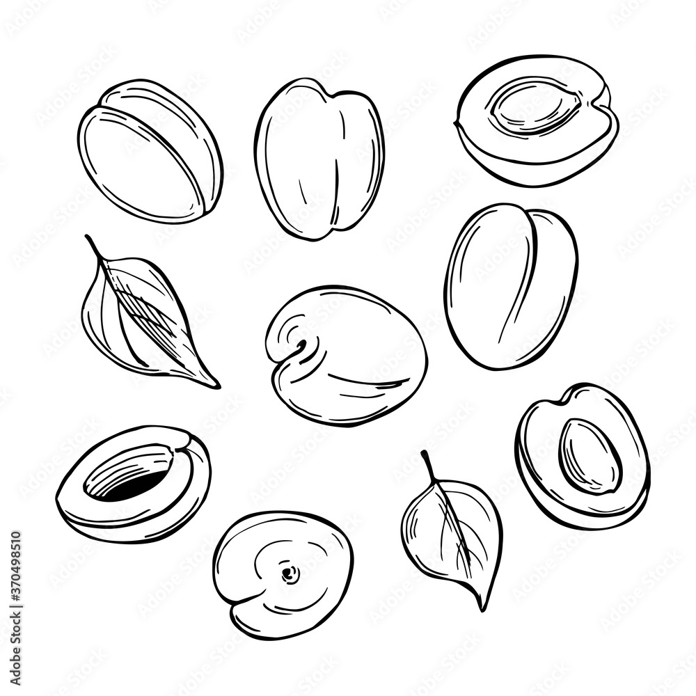 Hand drawn apricots on white background.Vector sketch illustration. Hand drawn apricots on white background.Vector sketch illustration.