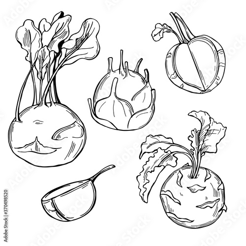 Hand drawn kohlrabi on white background. Vector sketch  illustration.