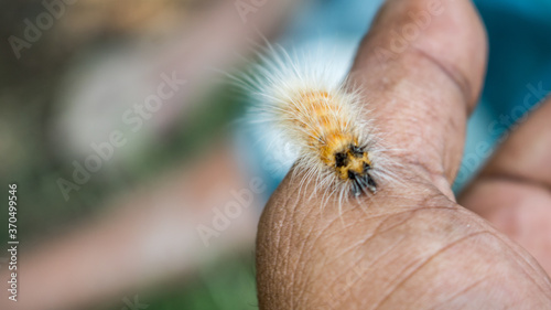 Parasitoid of Bangladeshi hairy caterpillar, Spilosoma obliqua Walker parasitized by Adult of Protapanteles photo