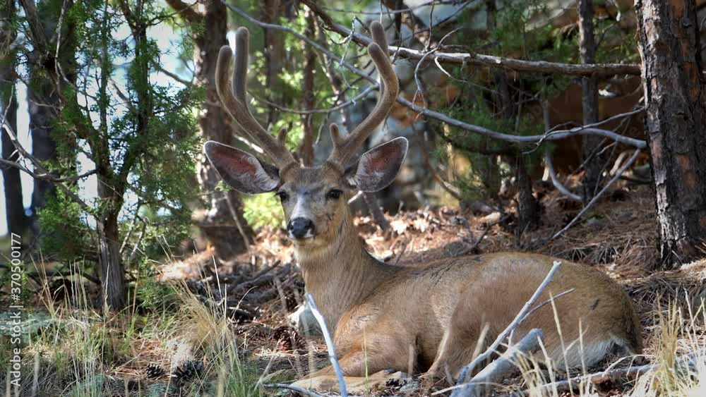 Mule deer buck growing velvet covered antlers. Resting in the forest in summer. Mule deer buck growing velvet covered antlers. Resting in the forest in summer.