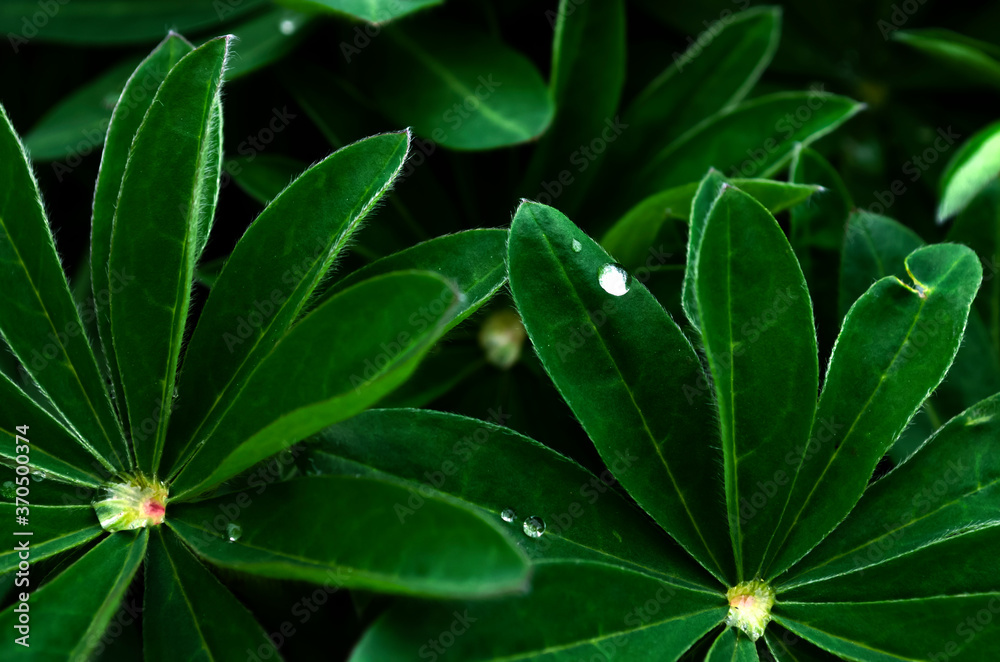Background of many Shefflera leaves covered with dew at dusk. Pattern. Tropical lush foliage. Frame. High contrast of light and shadow. Dark green. Wet. Background of many Shefflera leaves covered with dew at dusk. Pattern. Tropical lush foliage. Frame. High contrast of light and shadow. Dark green. Wet.