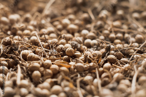 Lots of coriander seeds close up. Kinza. Fragrant seasoning. Heap. Brown color. Macro. Texture. photo