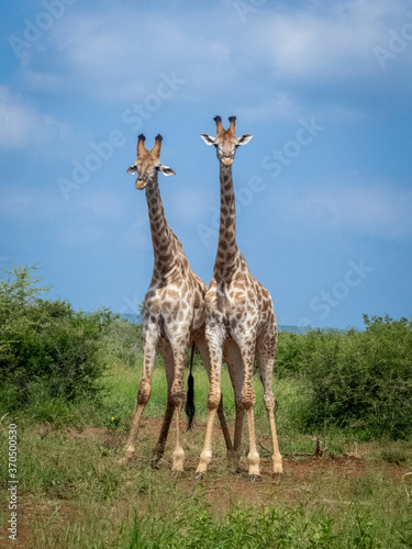 Canvas Print two giraffes