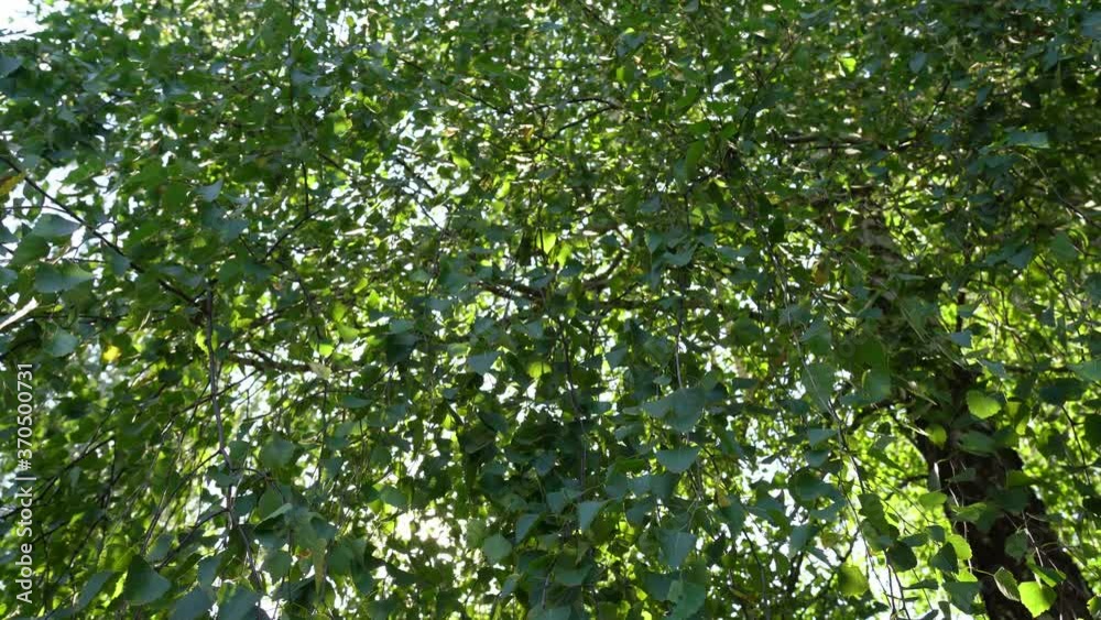 Beautiful fresh green foliage of old huge birch trees growing outdoor in summer forest. Beautiful fresh green foliage of old huge birch trees growing outdoor in summer forest.