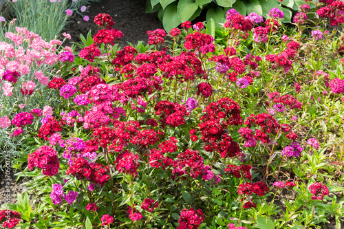flowers in the garden