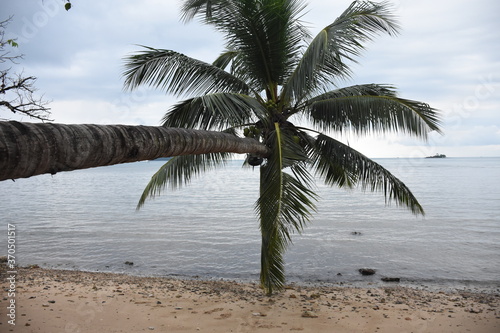 palm tree on the beach