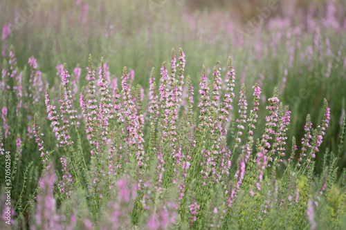 Hyssop purple flowers (Hyssopus officinalis), medicinal plant, good honey plant, aromatic condiment.