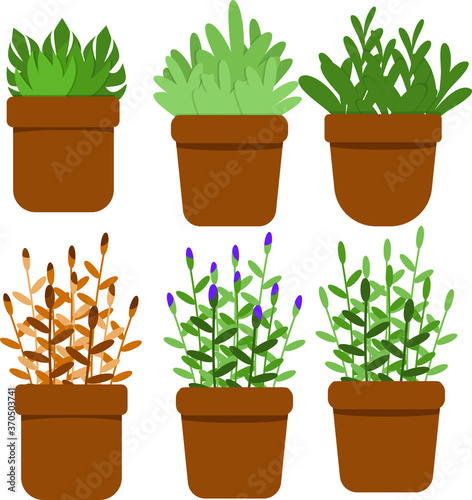 plants in pots