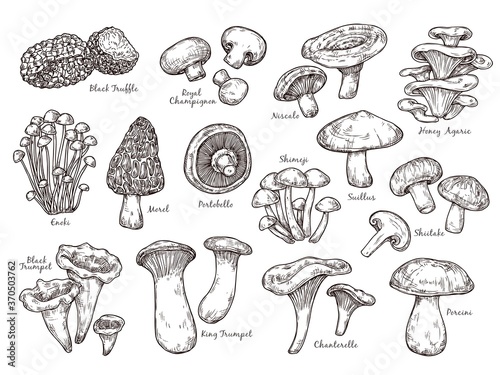 Forest mushrooms sketch. Vintage plants, engraving mushroom. Isolated chanterelle shiitake champignon, tasty cooking ingredient vector set. Fungus and chanterelle, edible sketch vegetable illustration