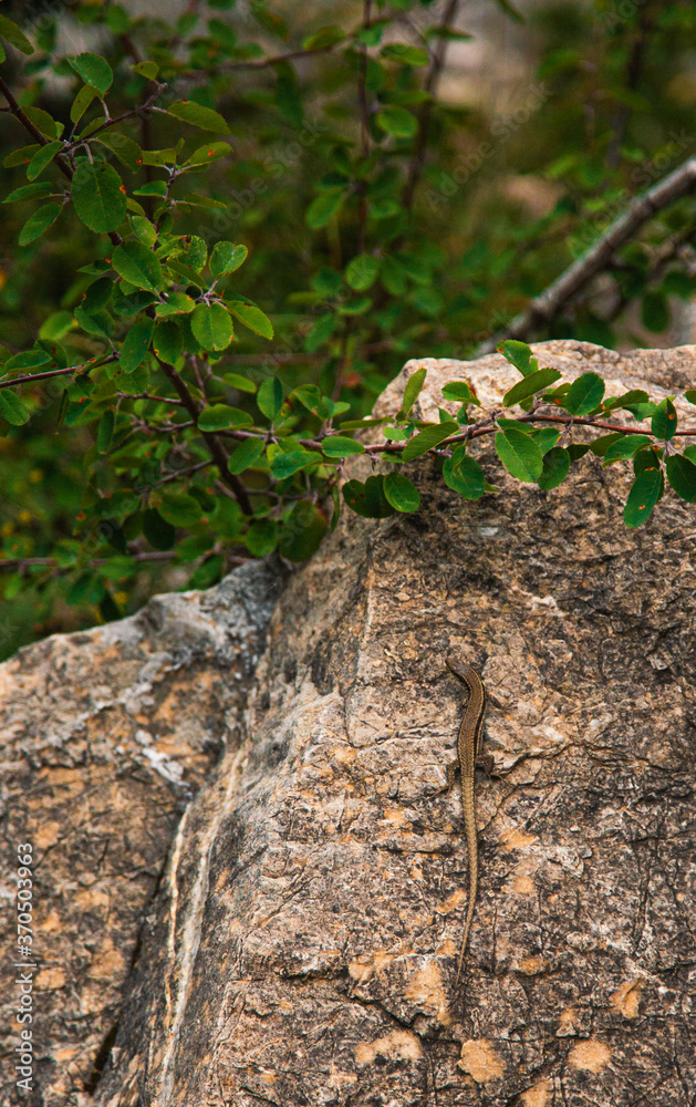 lagarto lagarto
