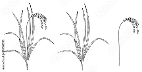 ペンで描いた稲の素材