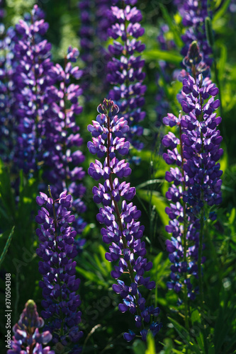 Lupinus field with pink purple, blue and violet flowers. Lupinus meadow.