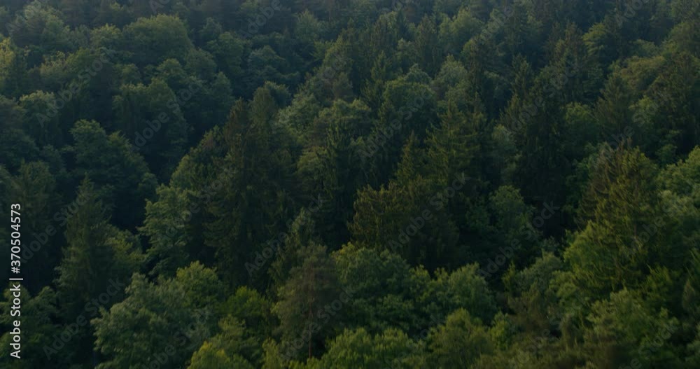 Flying above green forest video Flying above green forest video