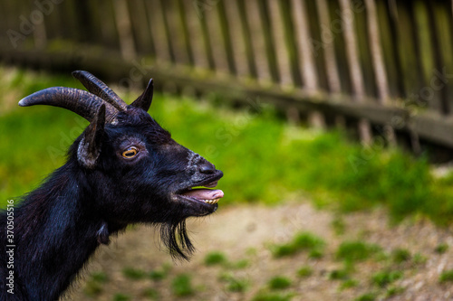 domestic cameroon goat portrait in nature