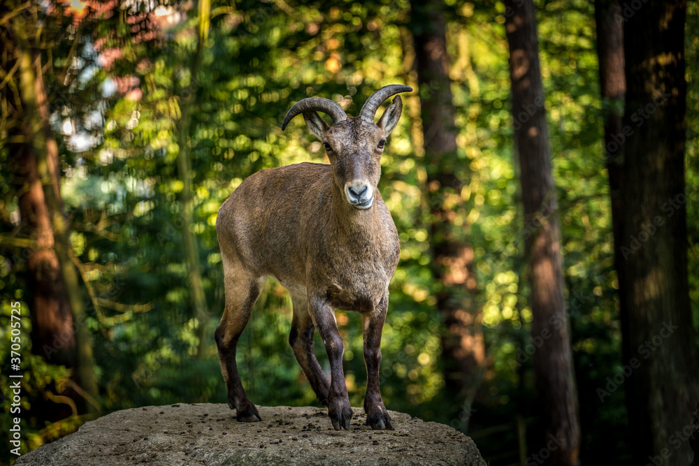 Dagestan ibex portrait in nature Dagestan ibex portrait in nature