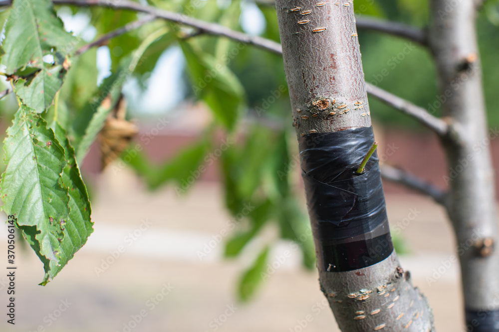 Summer grafting of the fruit tree by the method - budding Summer grafting of the fruit tree by the method - budding