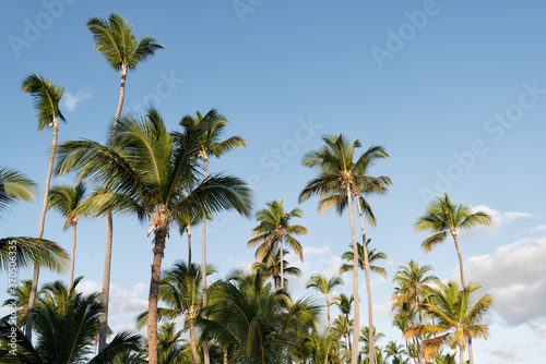 Coconut palm trees perspective view high up. Coconut on Tree over sea sky. Punta Cana, Dominican Republic