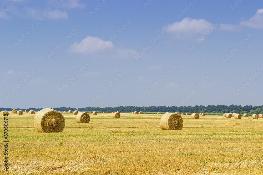 Round straw bales on harvested field on background of sky