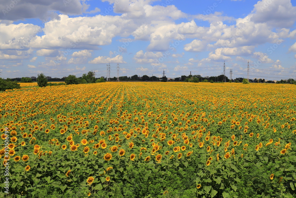 On a summer day, a large field of beautiful yellow sunflowers blooms against a sky. Sunflower background, agriculture, sunflower oil production, honey.