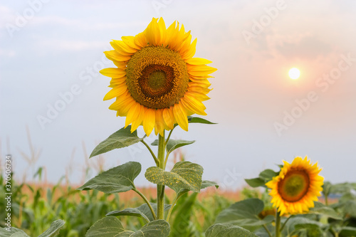 Fototapeta Naklejka Na Ścianę i Meble -  Blooming sunflower on field against the sky in the morning